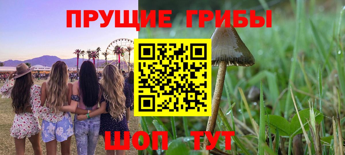 Галлюциногенные грибы GOLDEN TEACHER  Вход с VPN  Саратов  Псилоцибиновые грибы Cubensis 